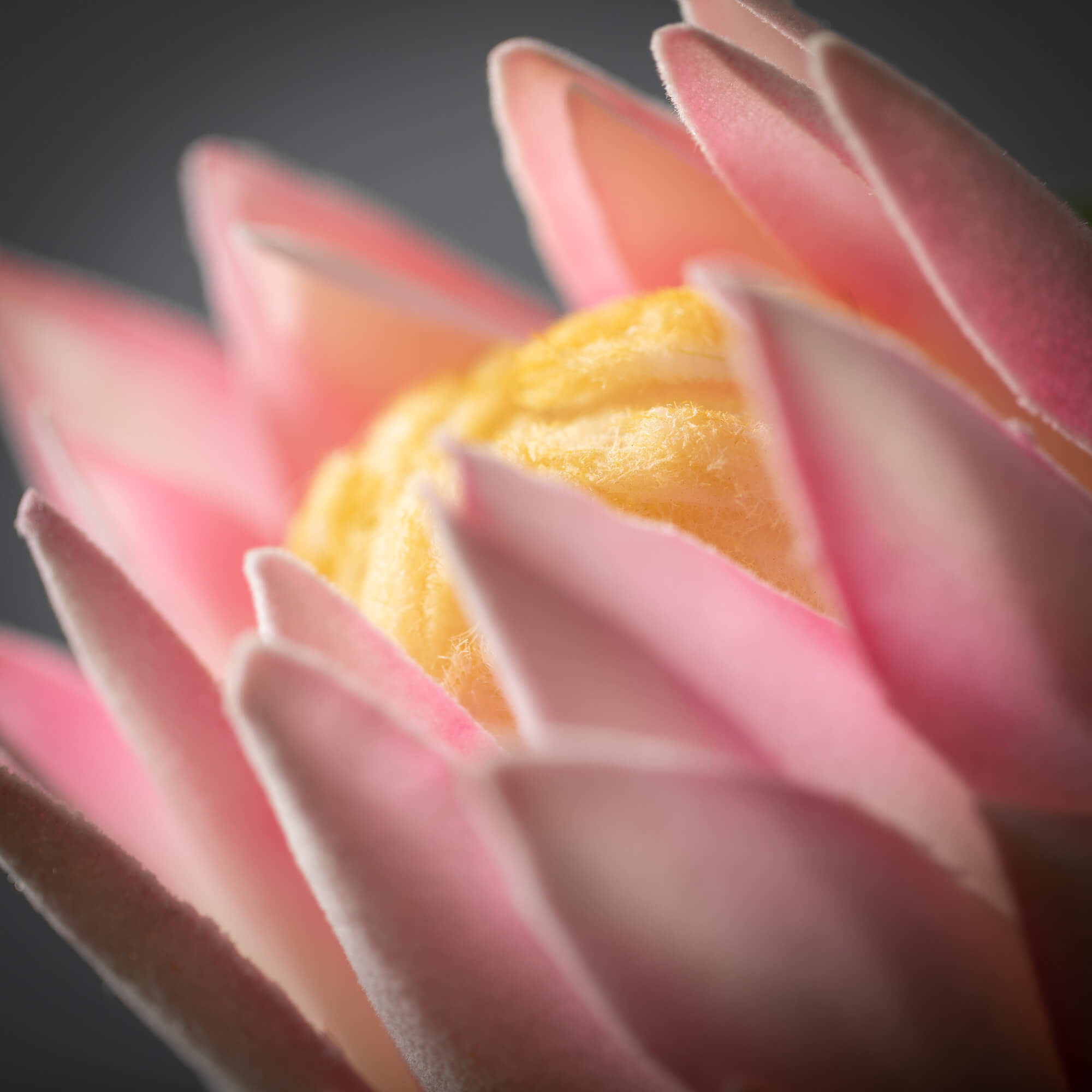 Light Pink King Protea Stem